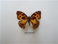 藏品(臺灣燦蛺蝶)的圖片